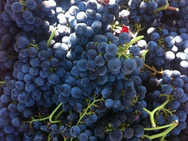 Nuestras uvas